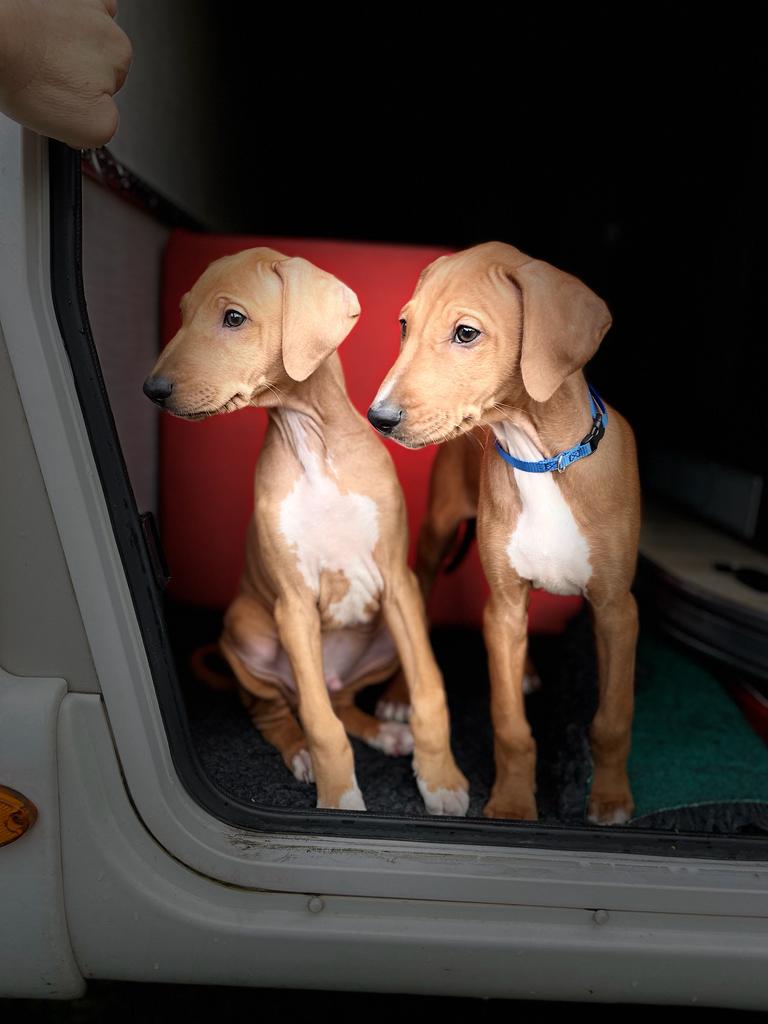 Amastan und Anayo suchen ihr Zuhause